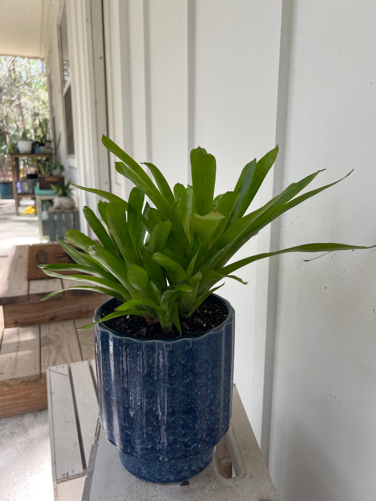 Matchstick Bromeliad