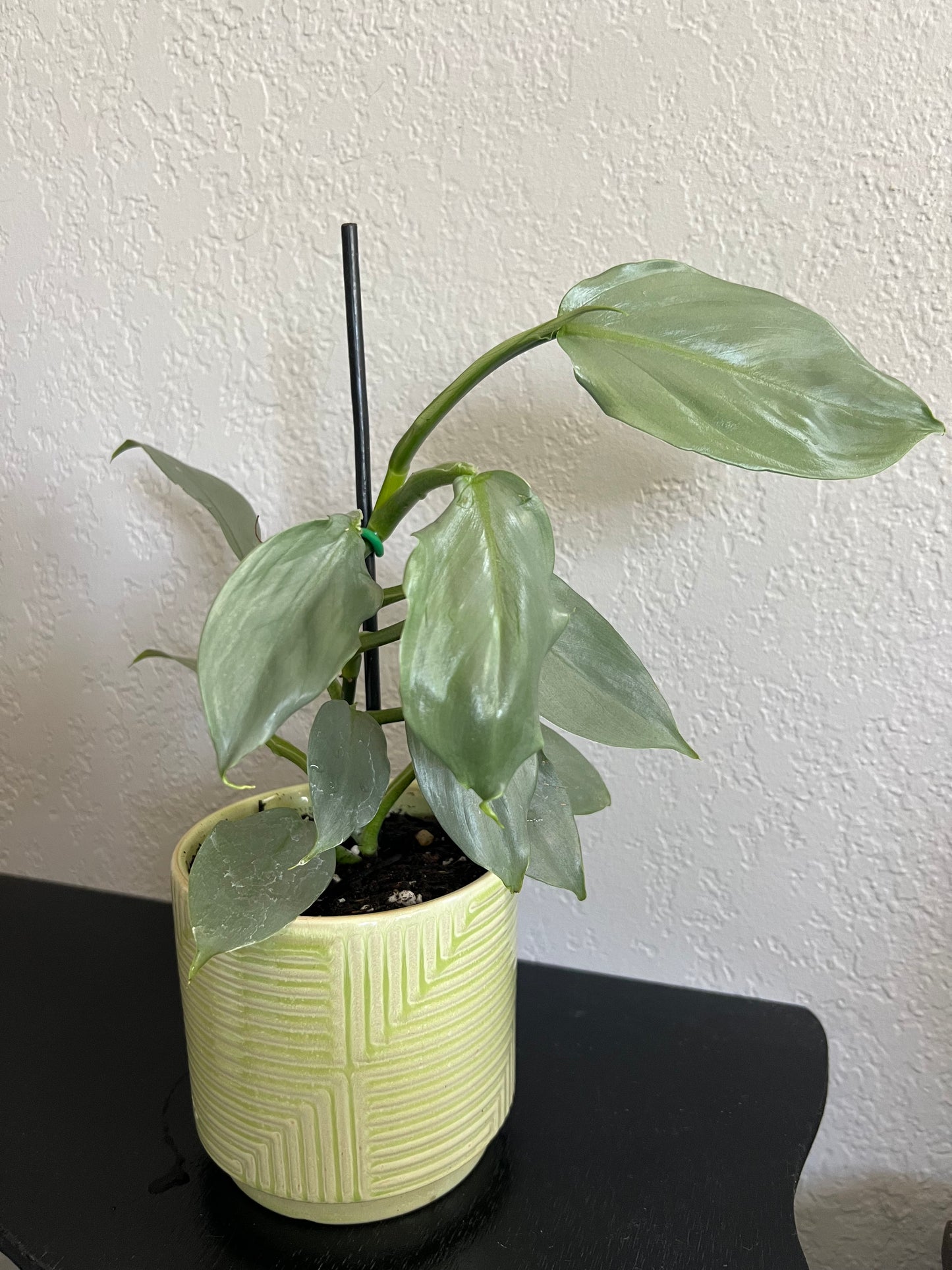 Planted silver sword philodendron