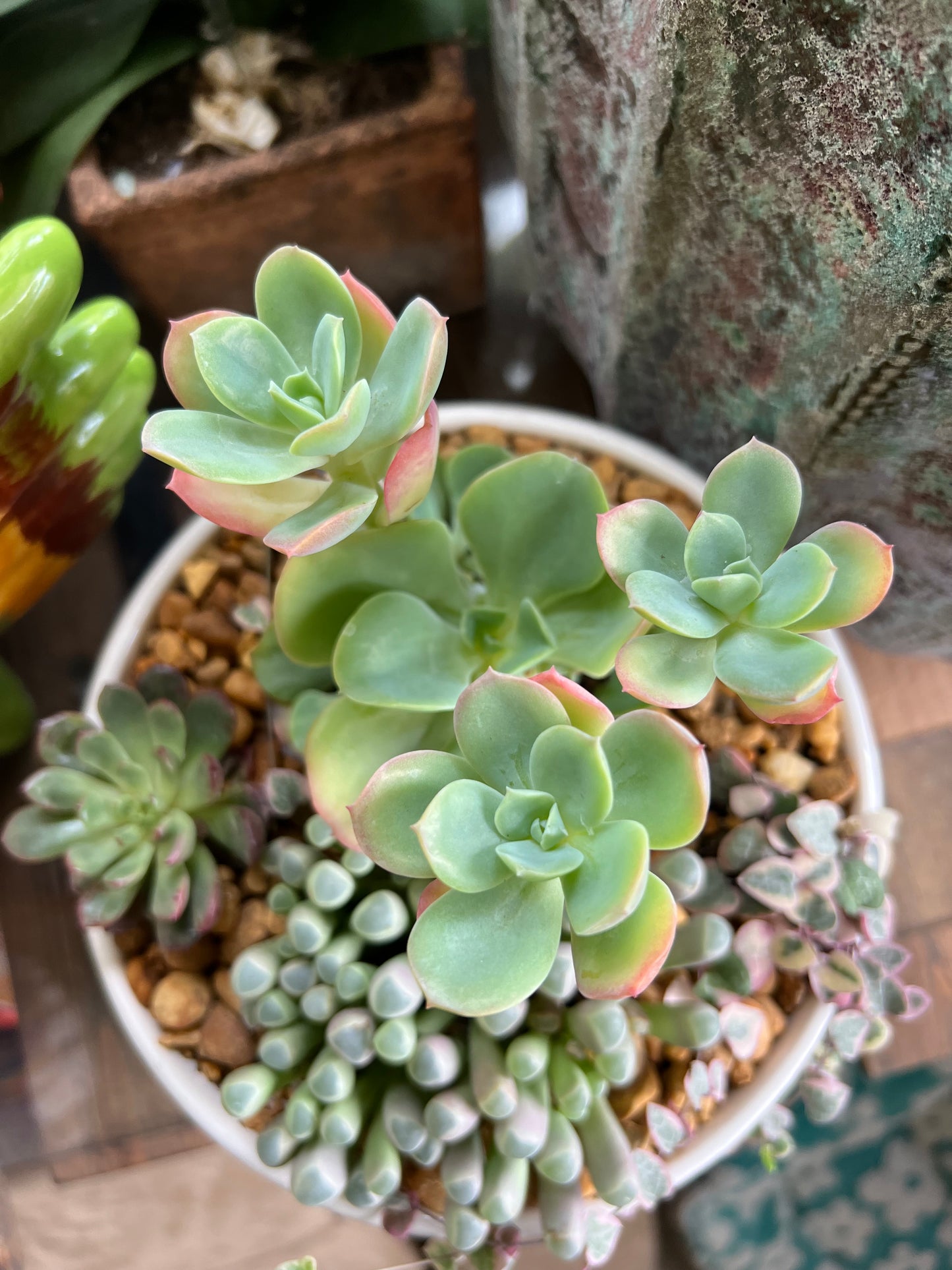 Mixed succulents in white ceramic pot