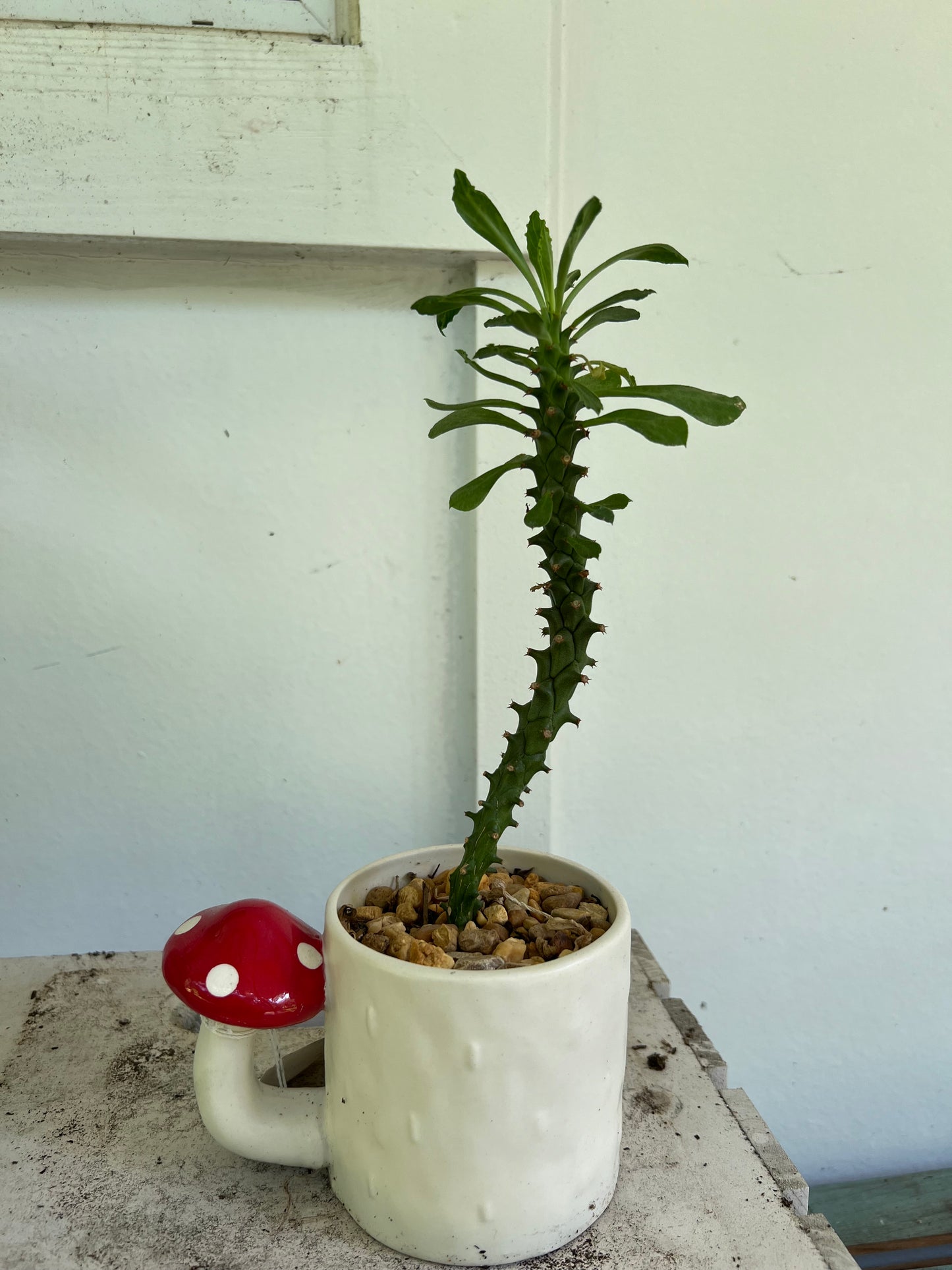 Planted Mushroom mug. Euphorbia Ritchiei