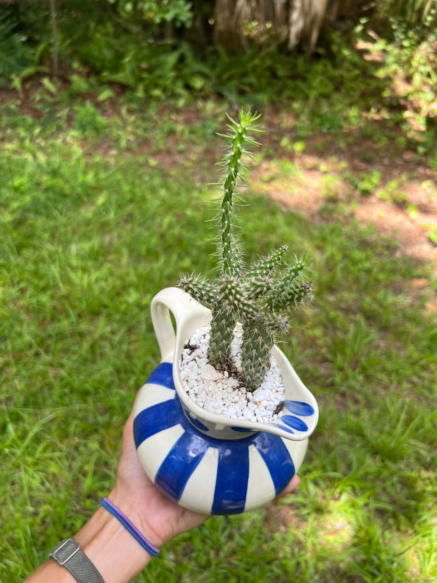 Dwarf cholla tree cacti