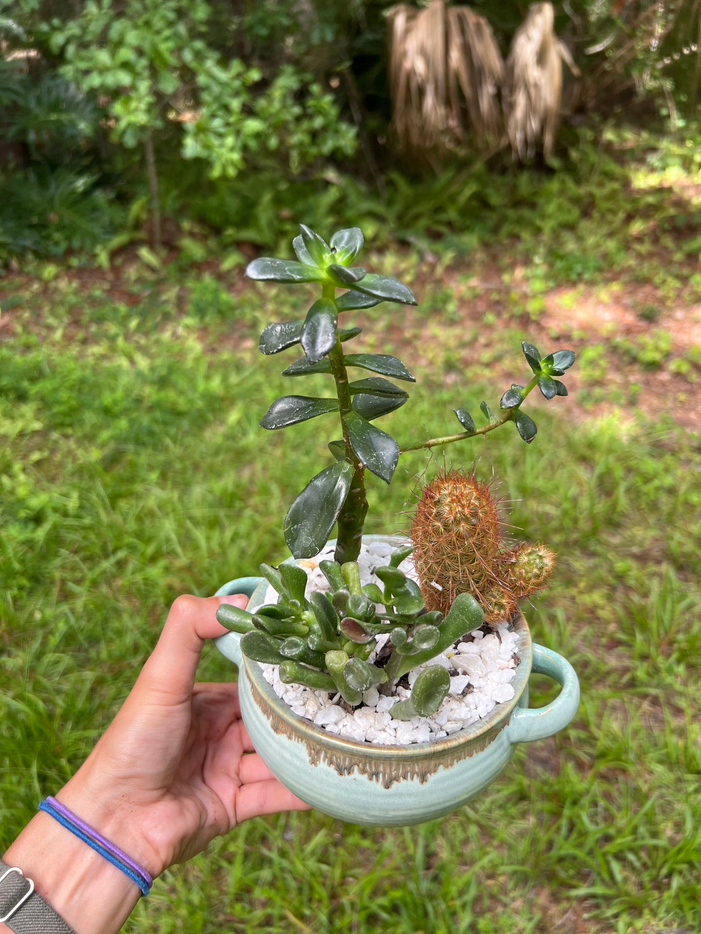 Cacti and succulents in ombre bowl