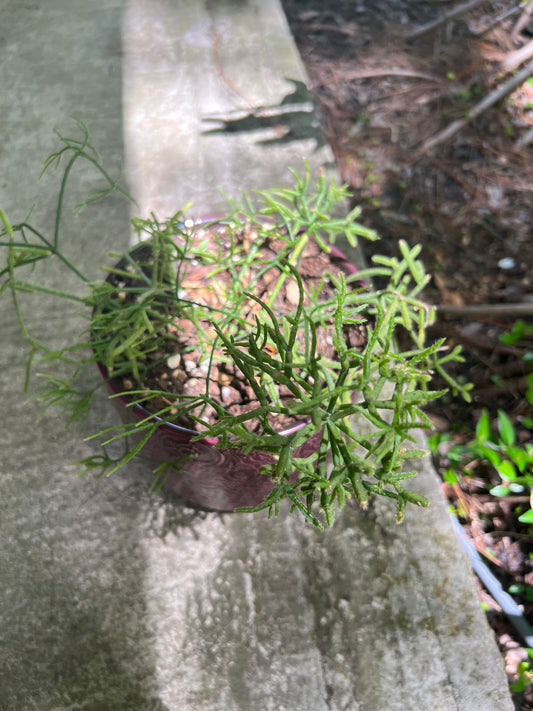 Rhipsalis Cereuscula in red planter