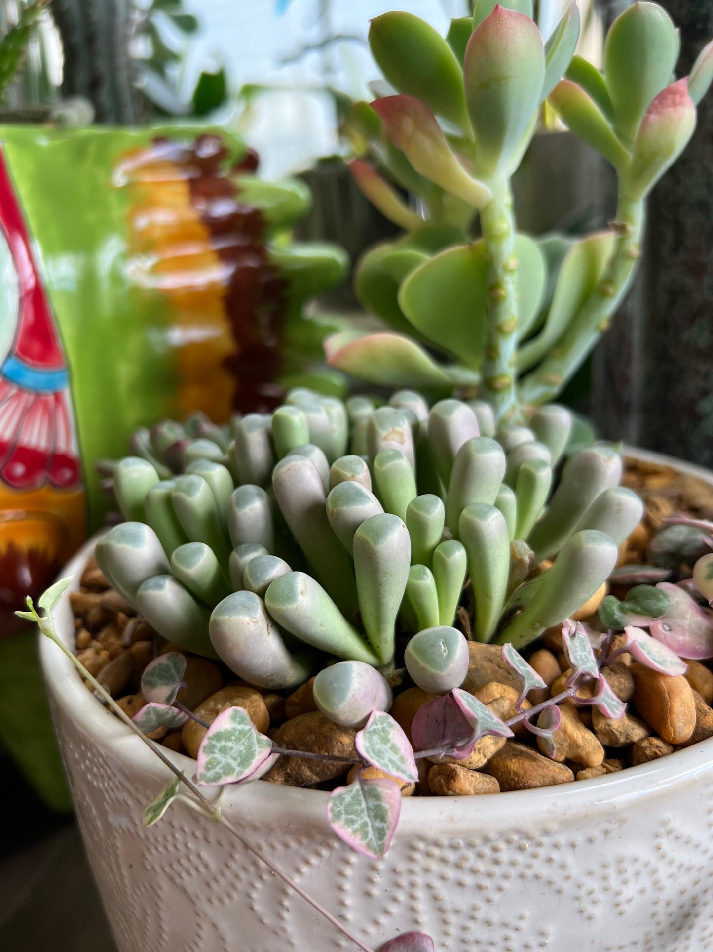 Mixed succulents in white ceramic pot