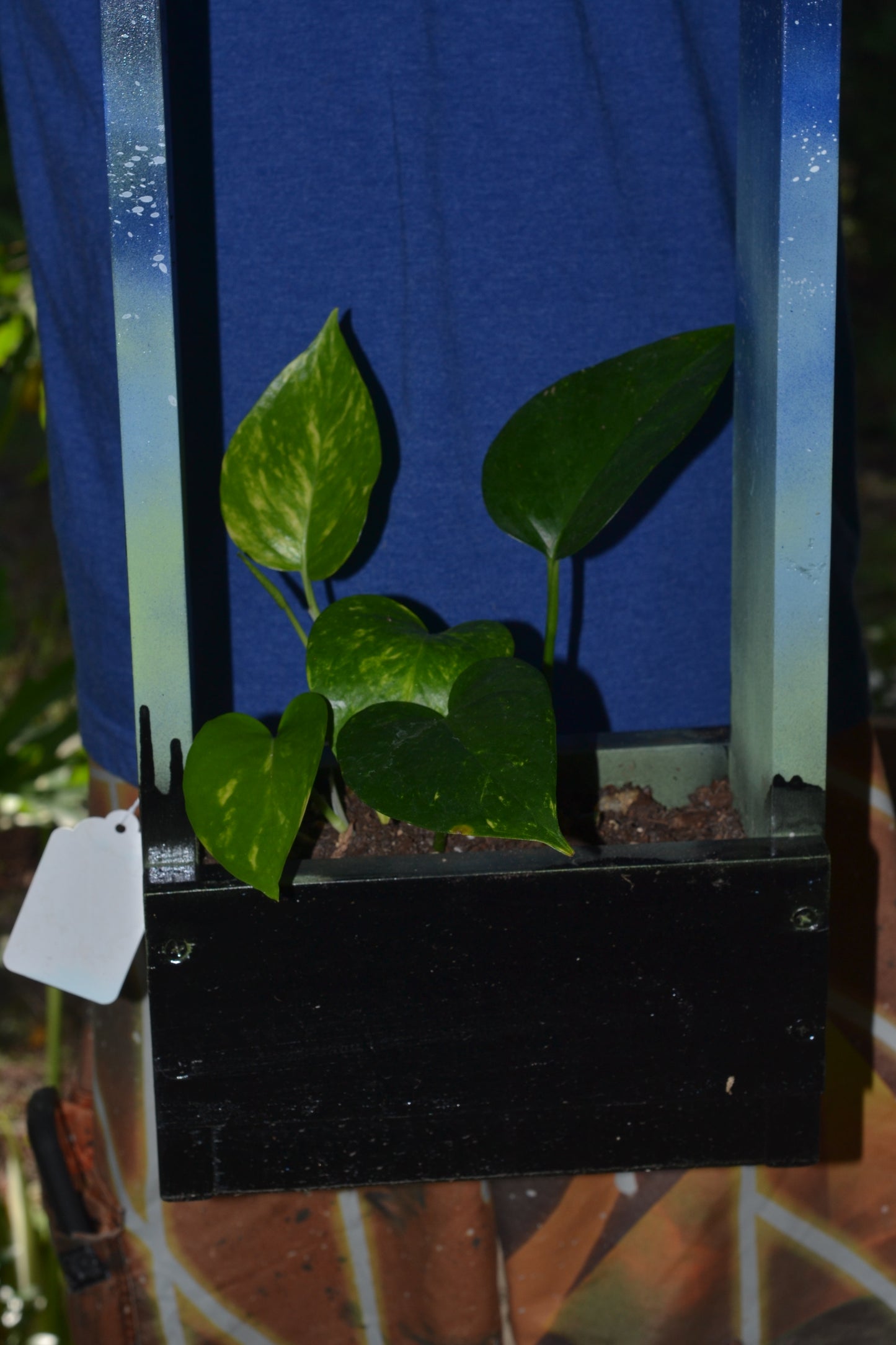 Handmade hanging wooden planter. Golden pothos