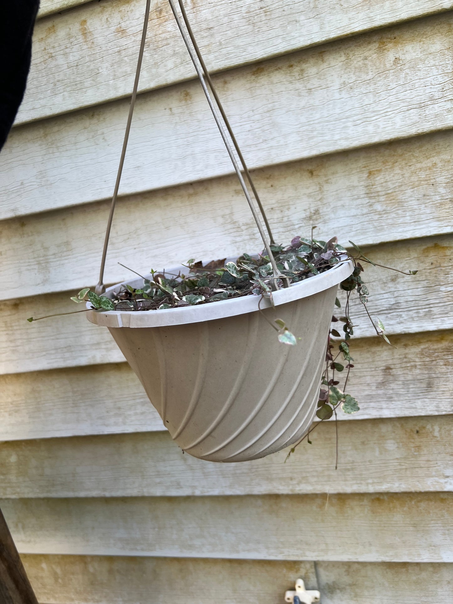 Variegated String of Hearts