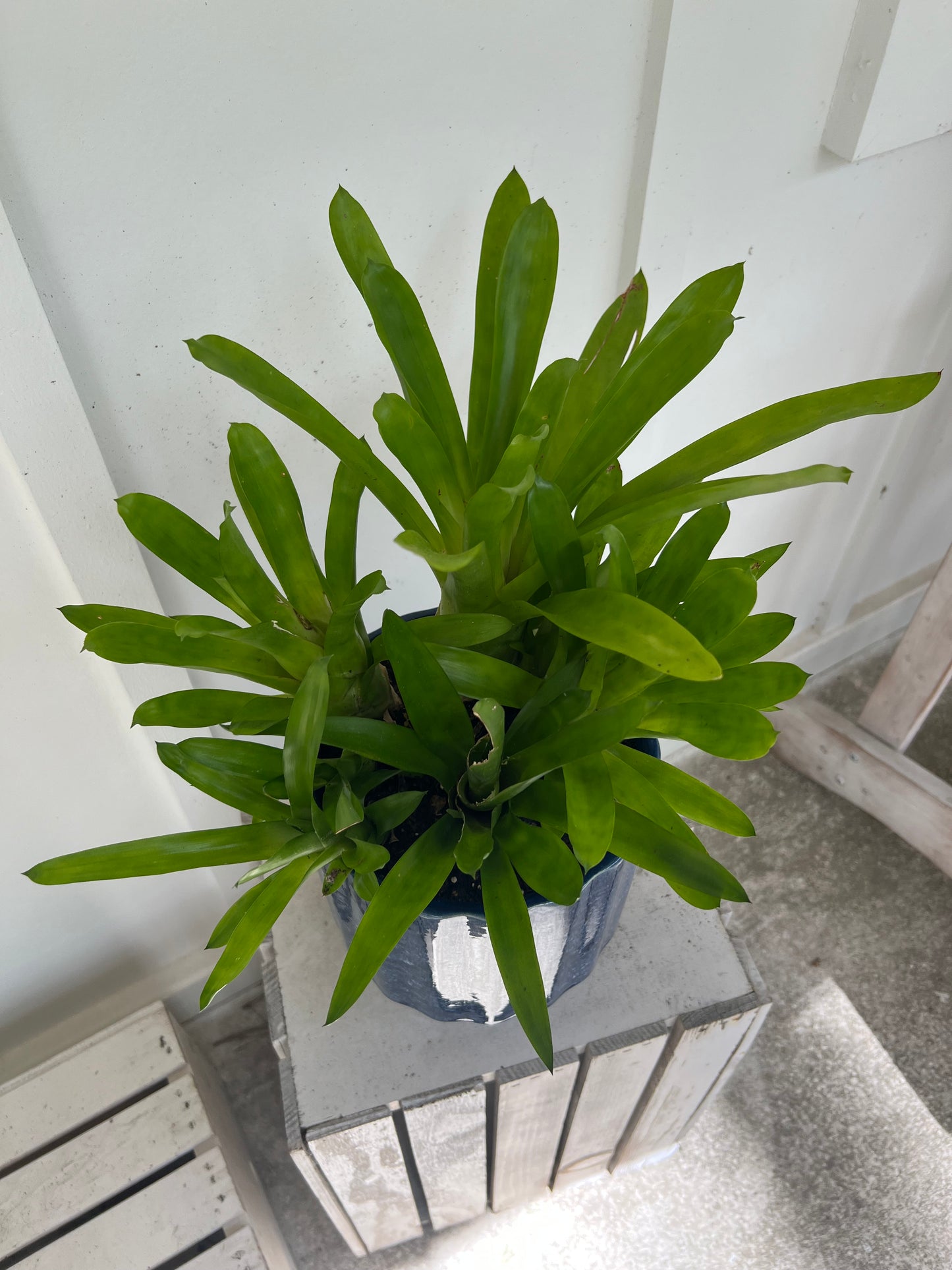 Matchstick Bromeliad