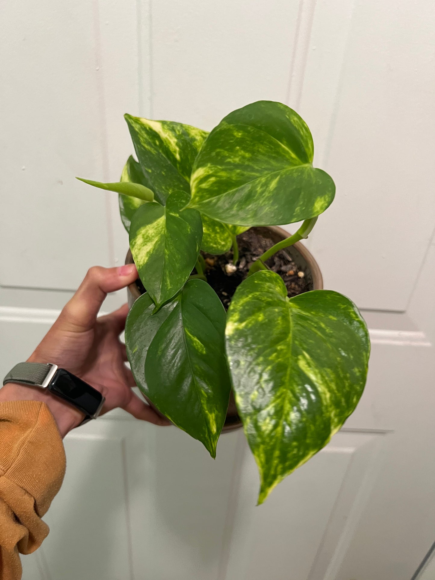 Golden pothos in bronze planter