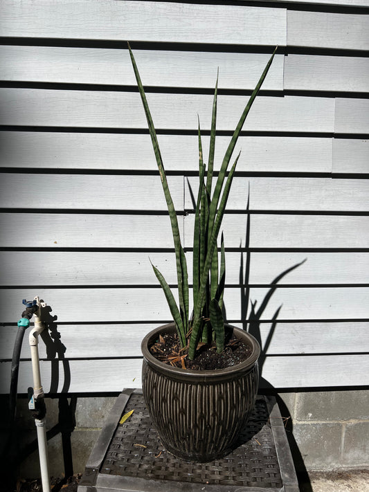 Fernwood Snake Plant