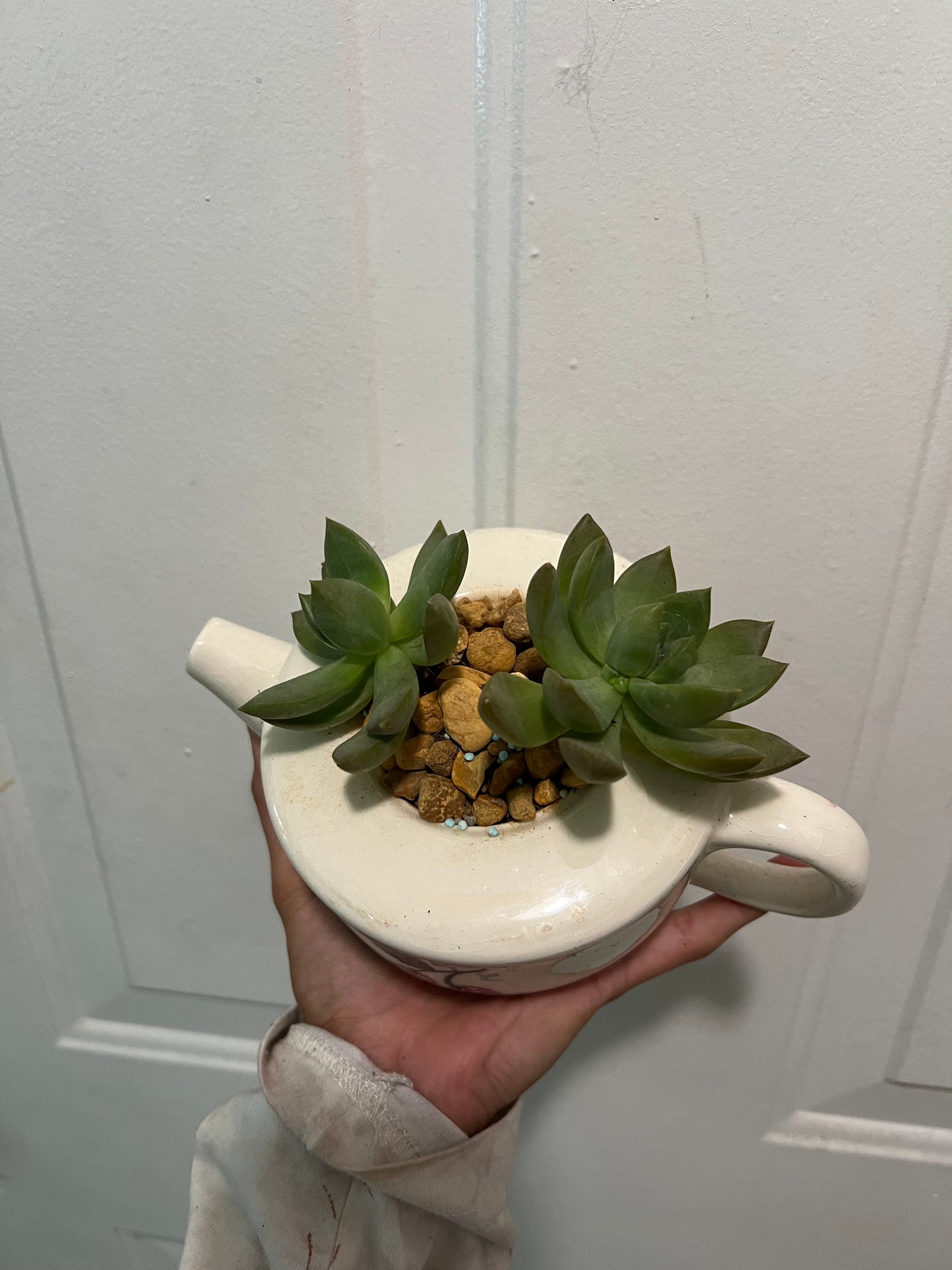 Sedum in vintage teapot