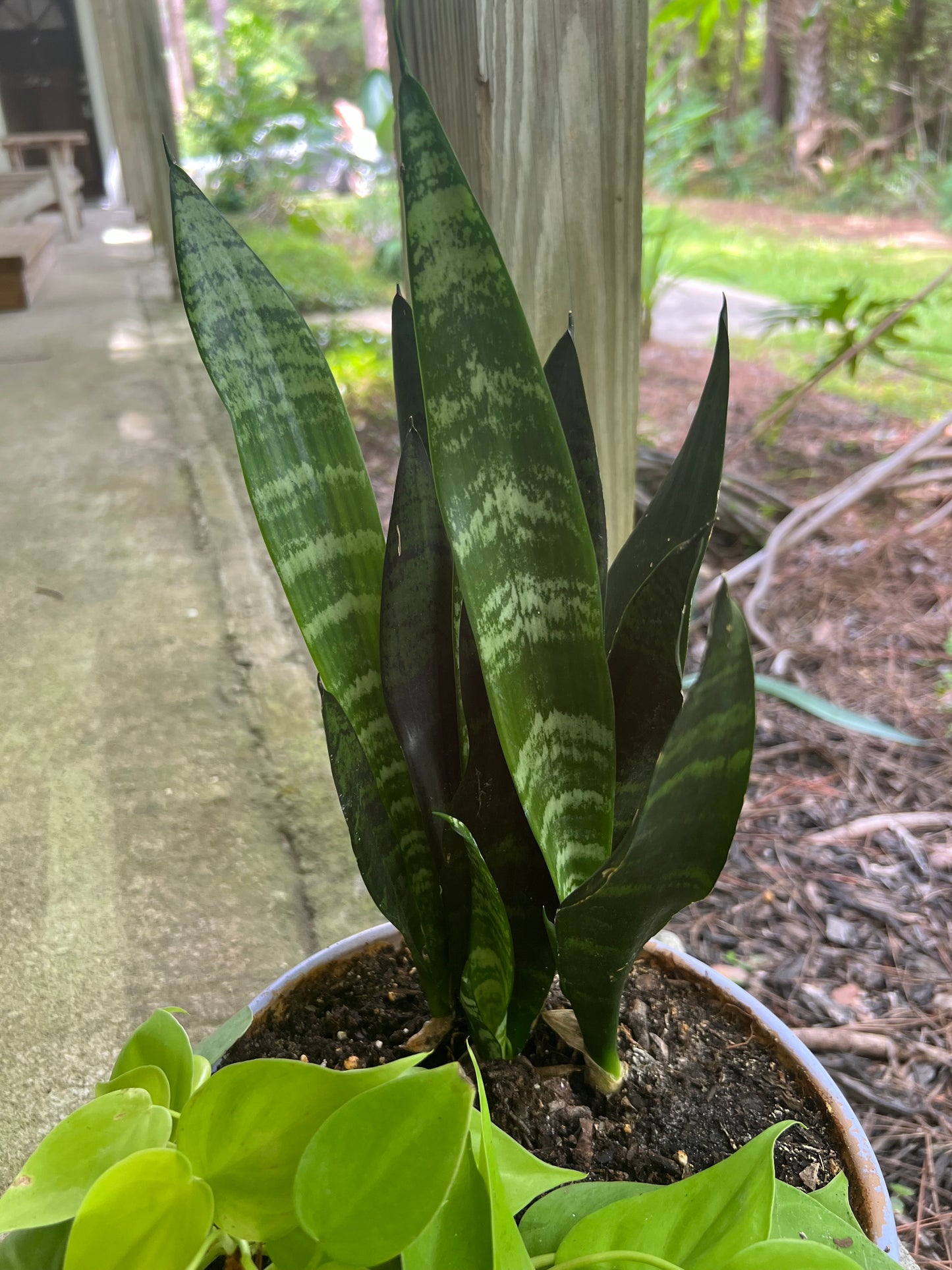 Zeylanica snake plant & Neon philodendron