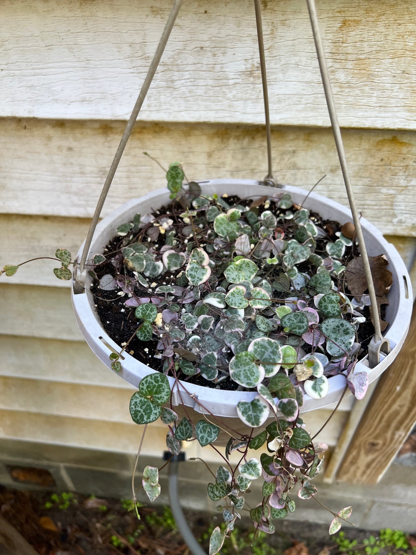 Variegated String of Hearts