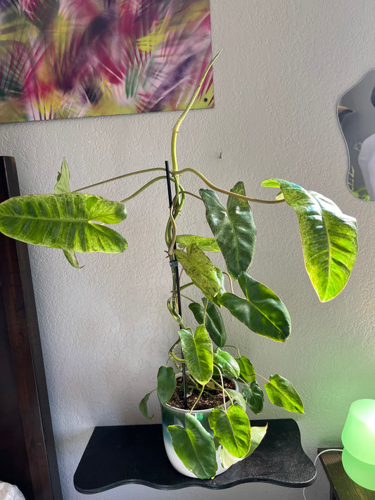 Paraiso verde philodendron in ombre pot