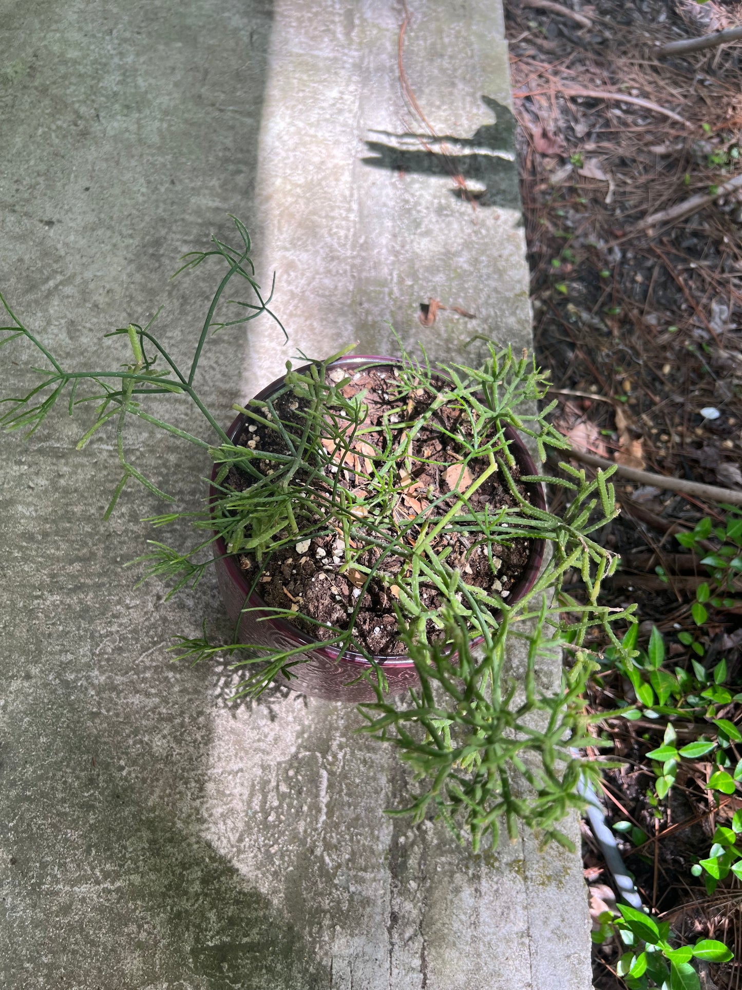 Rhipsalis Cereuscula in red planter