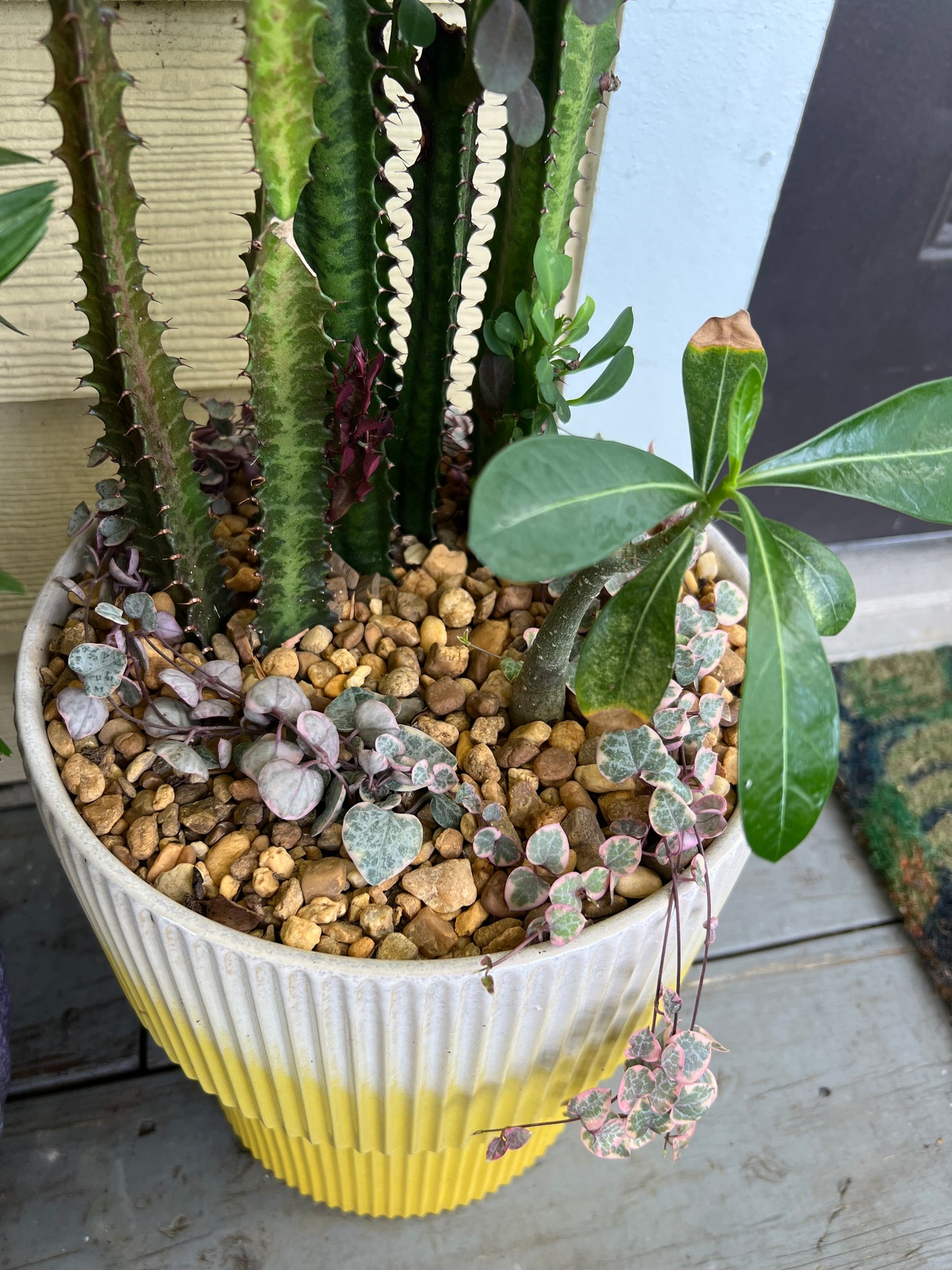 Large euphorbia trigona, double bloom desert rose, and variegated string of hearts