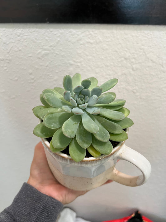 Echeveria in ceramic mug