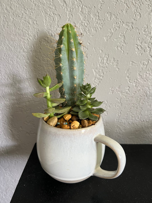 Planted Tea Cup. Mixed Succulents