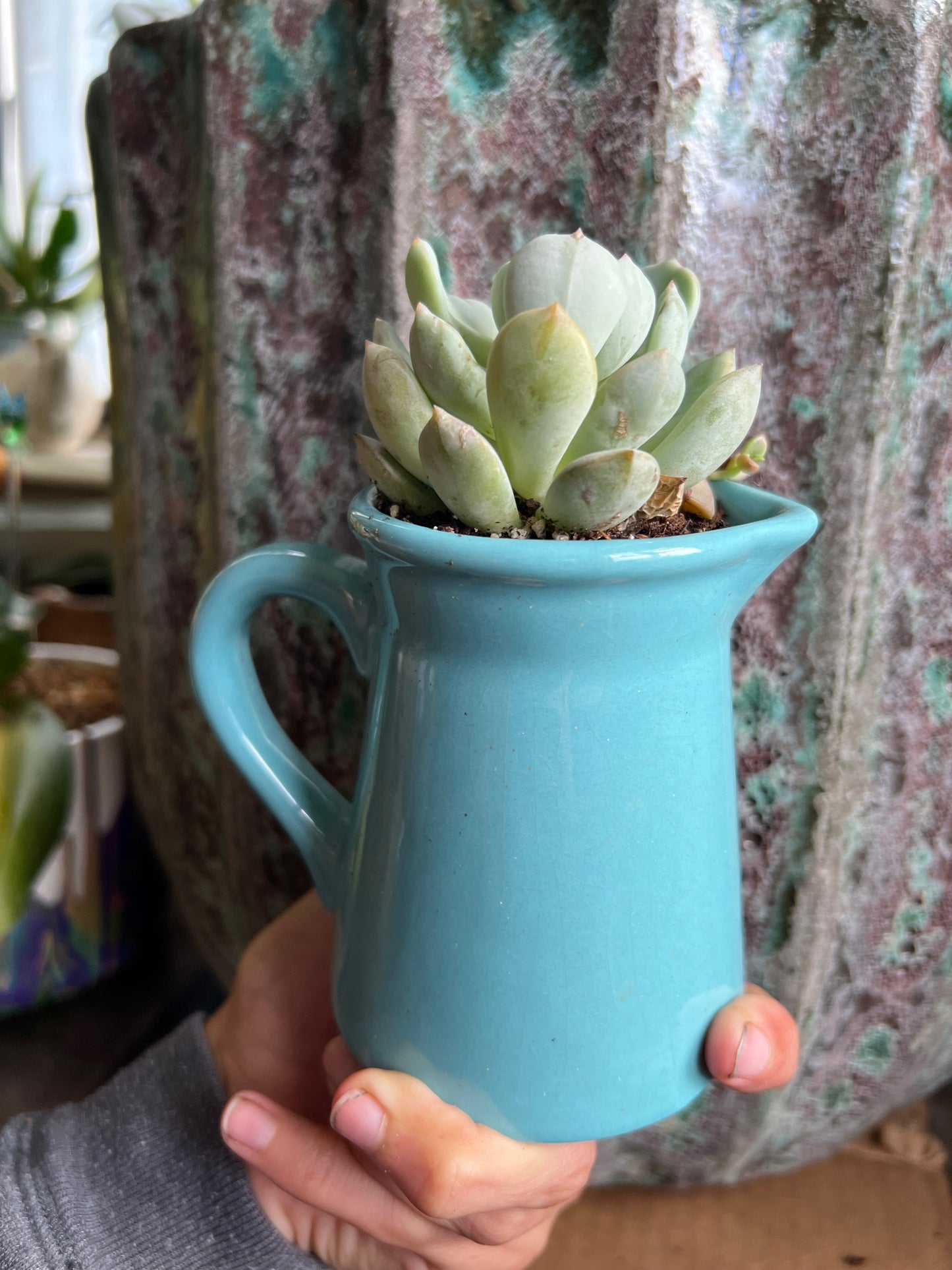 Graptoveria “a grim one”