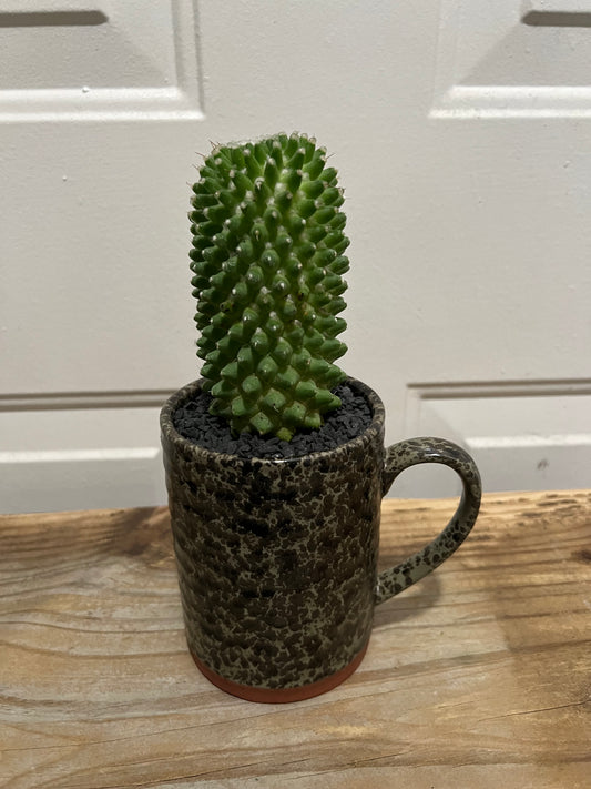 Mammillaria Compressa in ceramic mug