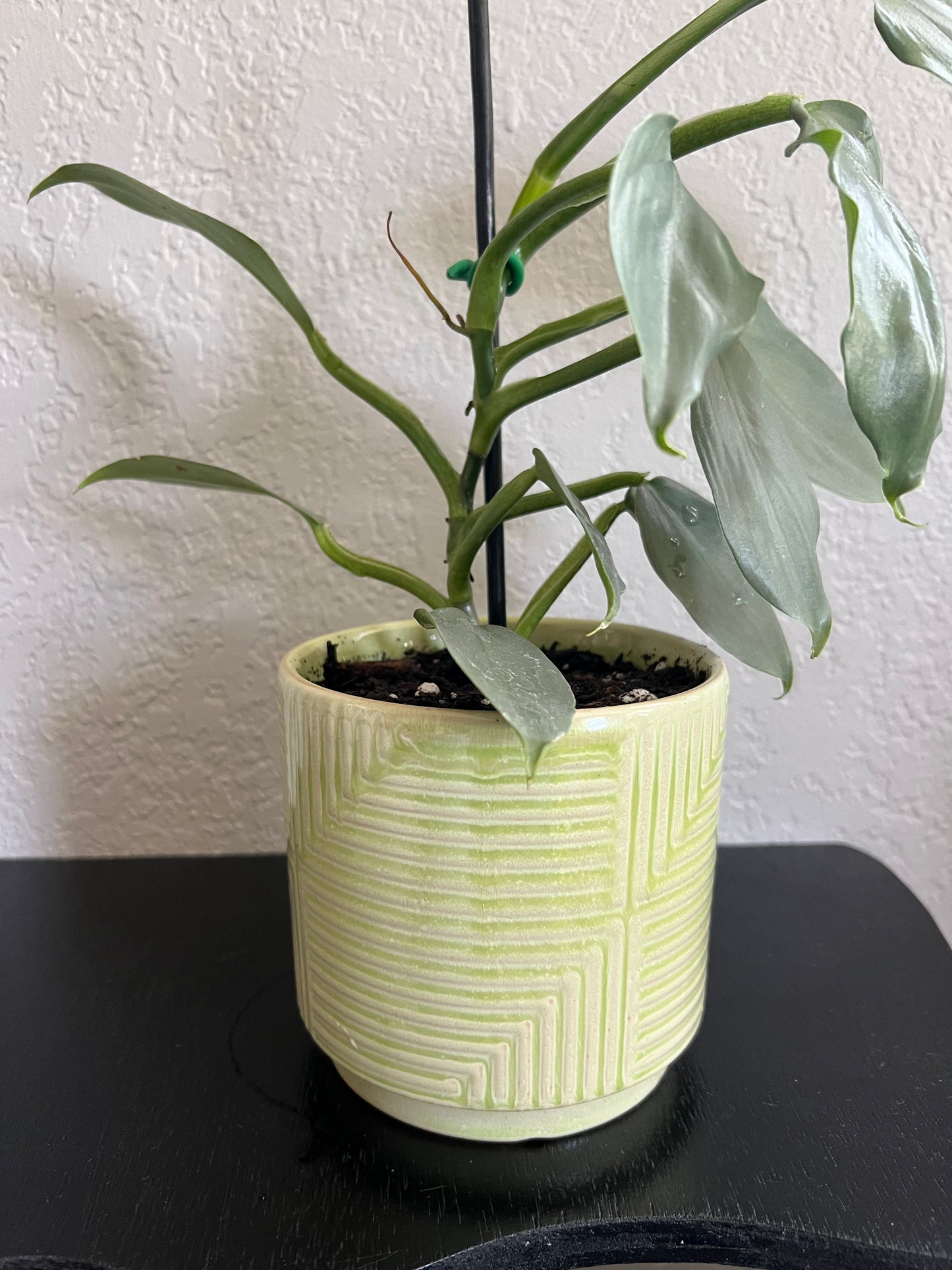 Planted silver sword philodendron