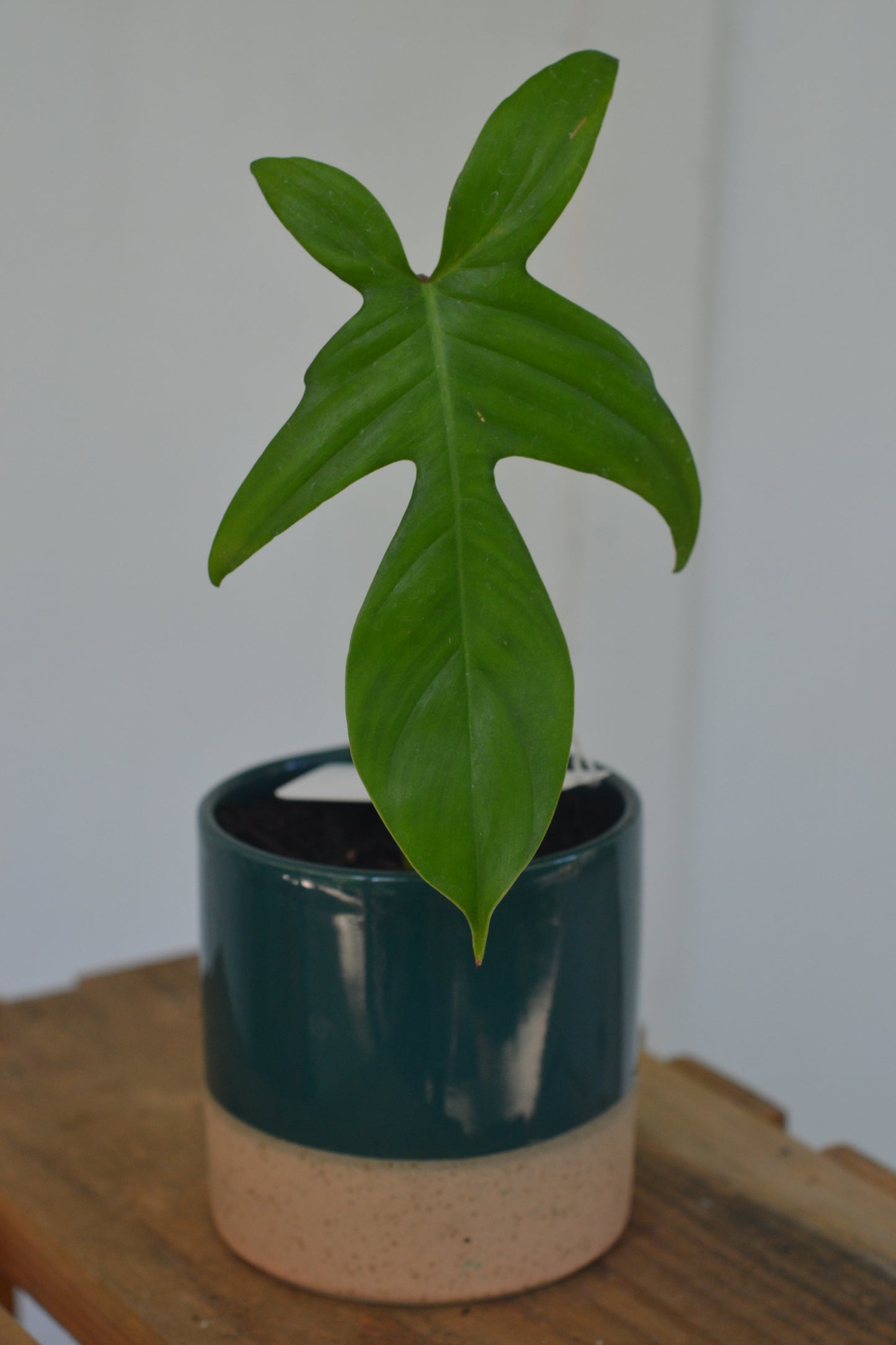 Planted Rooted Philodendron “Florida green” cutting. Ceramic planter