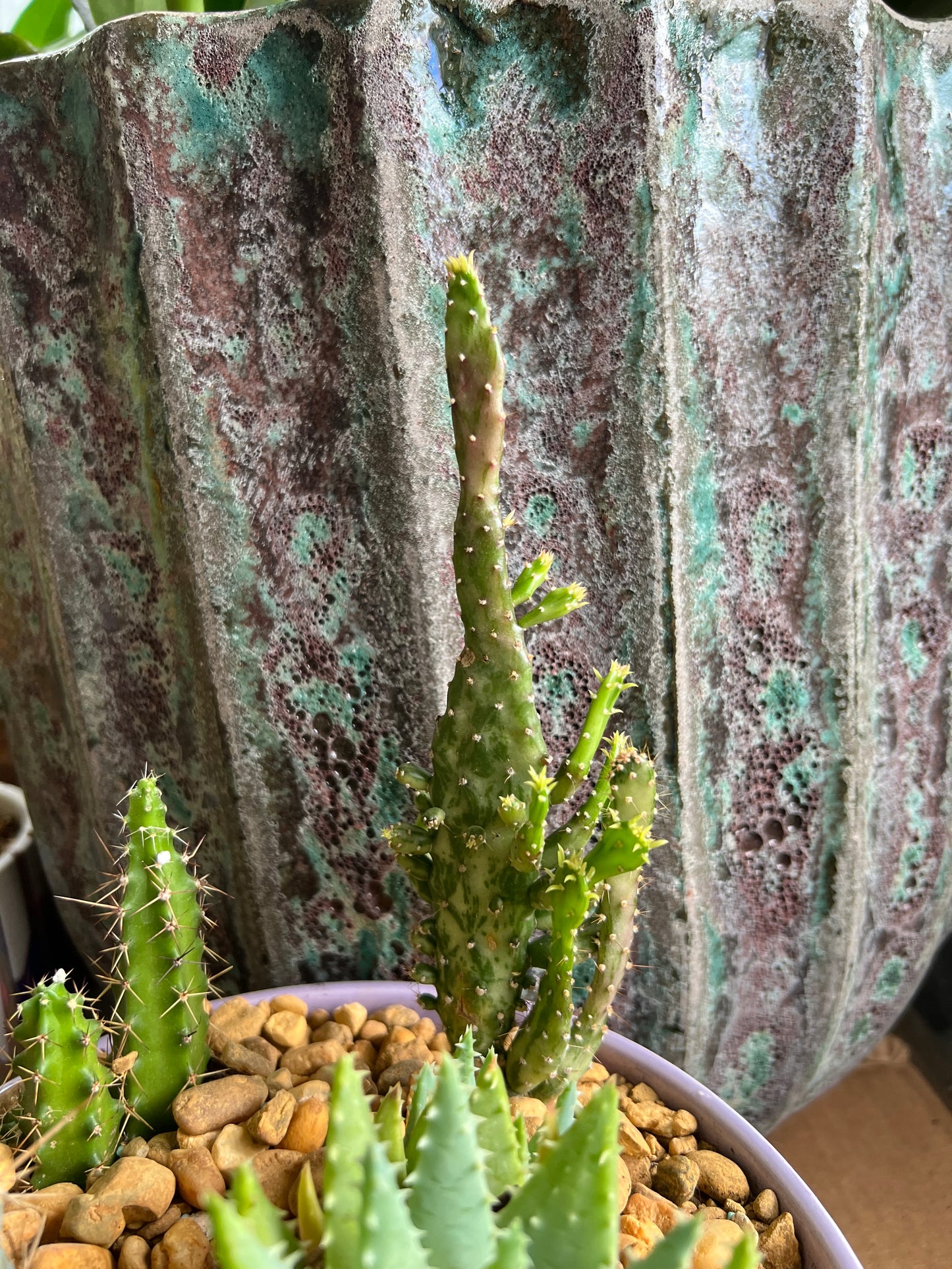 Tooth pick cactus, variegated mini Opuntia, Echinocereus Pentalophus, and Aloe Brevifolia