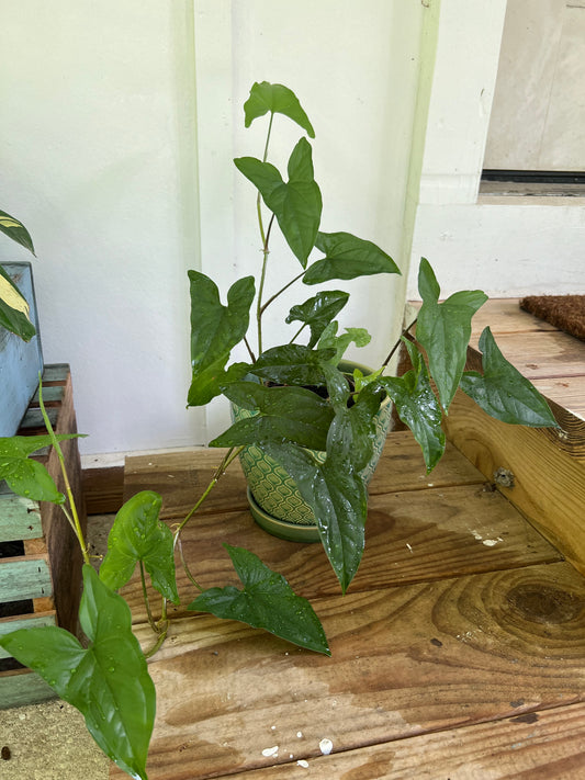 Green syngonium in ceramic pot