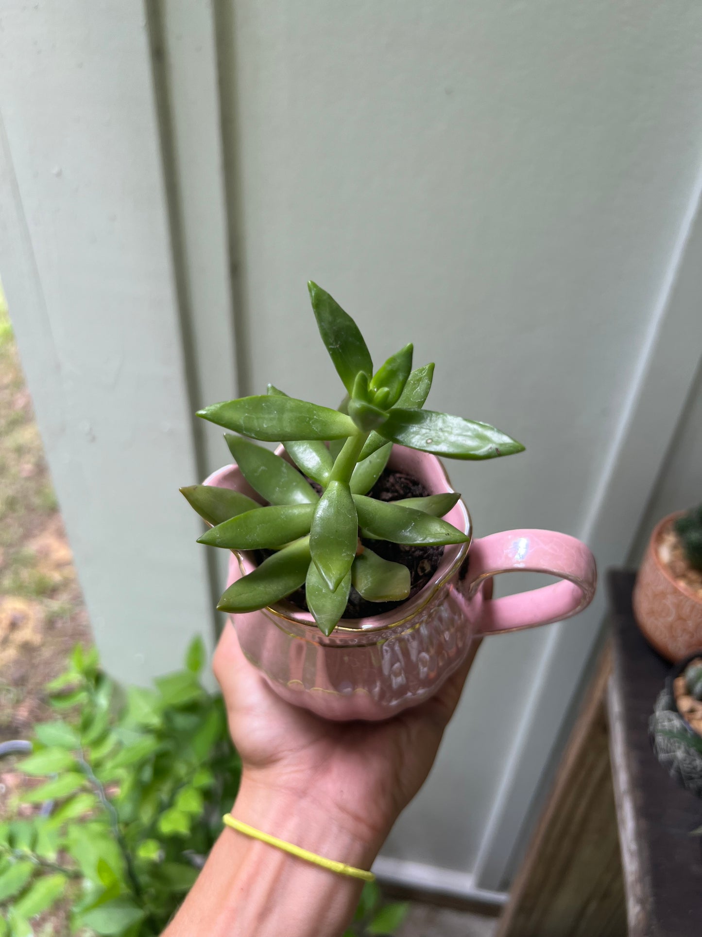 Stonecrop in pink ceramic cup