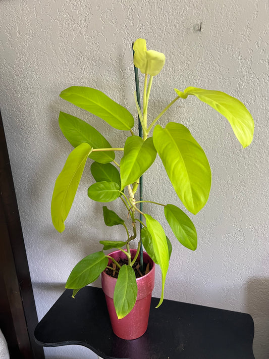 Lemon lime philodendron