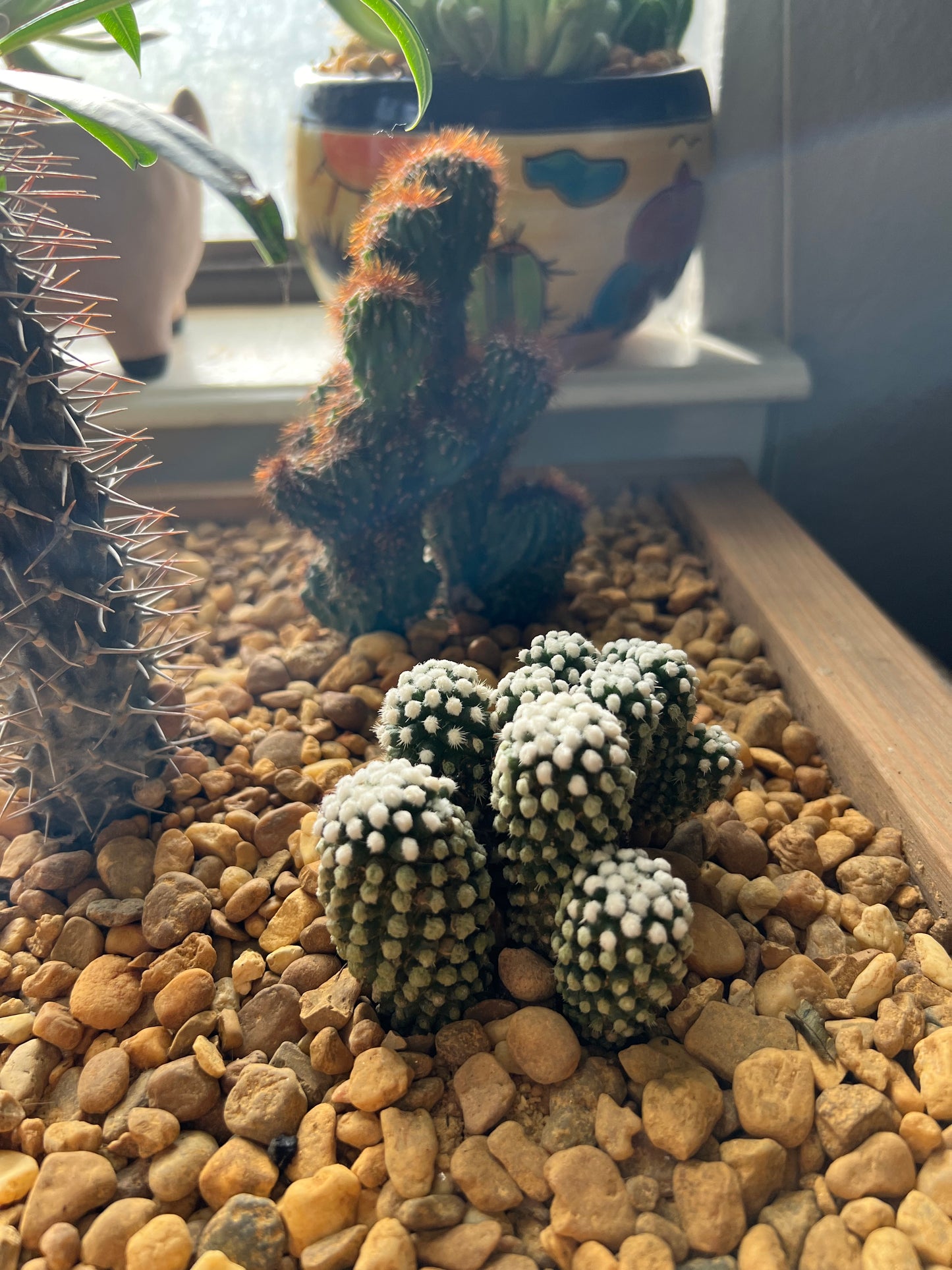 Cacti arrangement in handmade wooden planter box