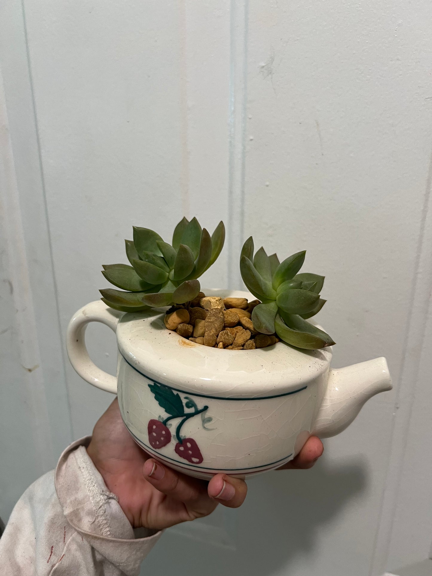 Sedum in vintage teapot