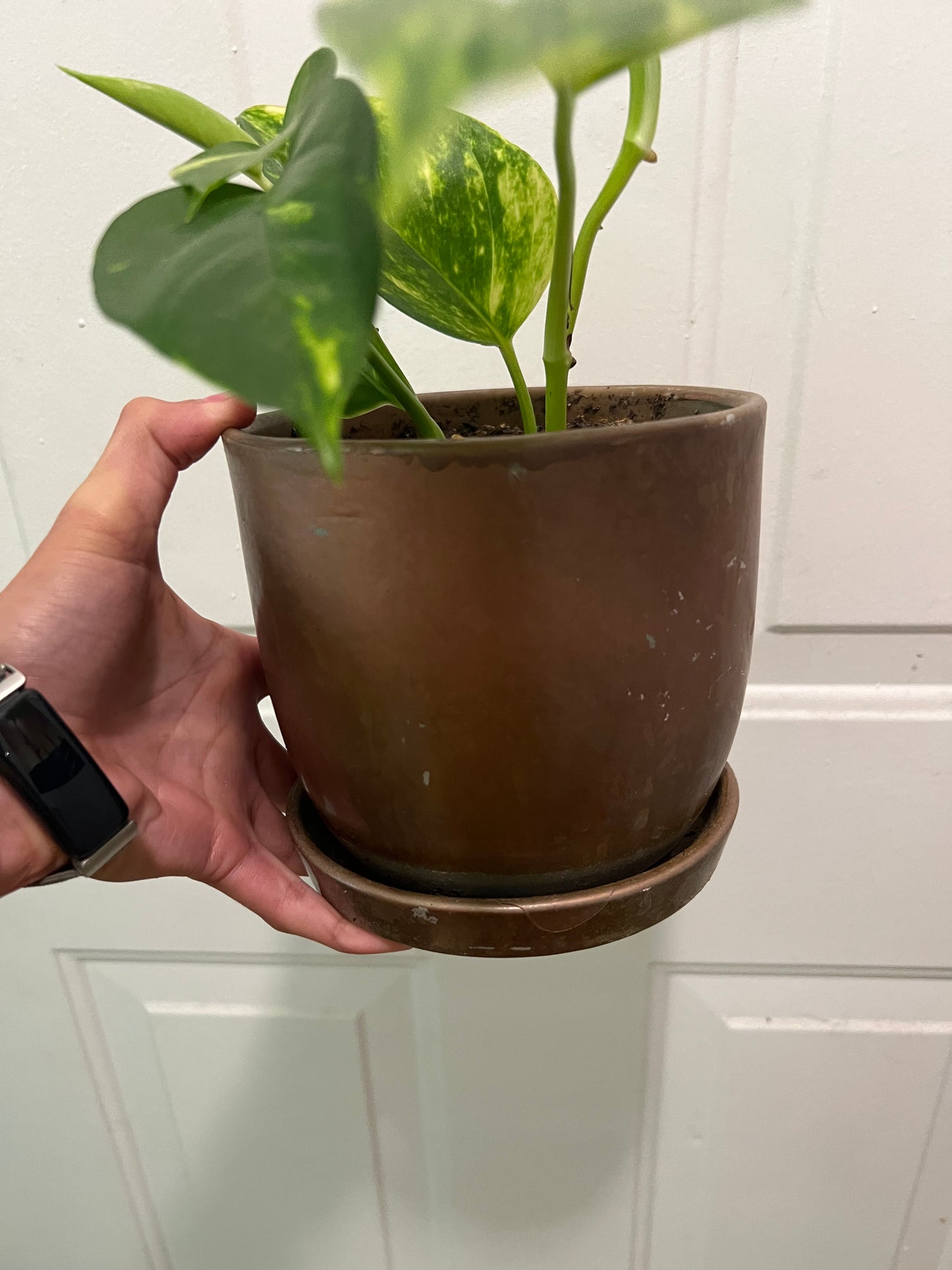 Golden pothos in bronze planter