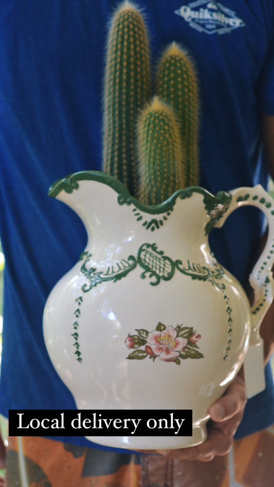 Vintage pitcher planter. Golden snake cacti