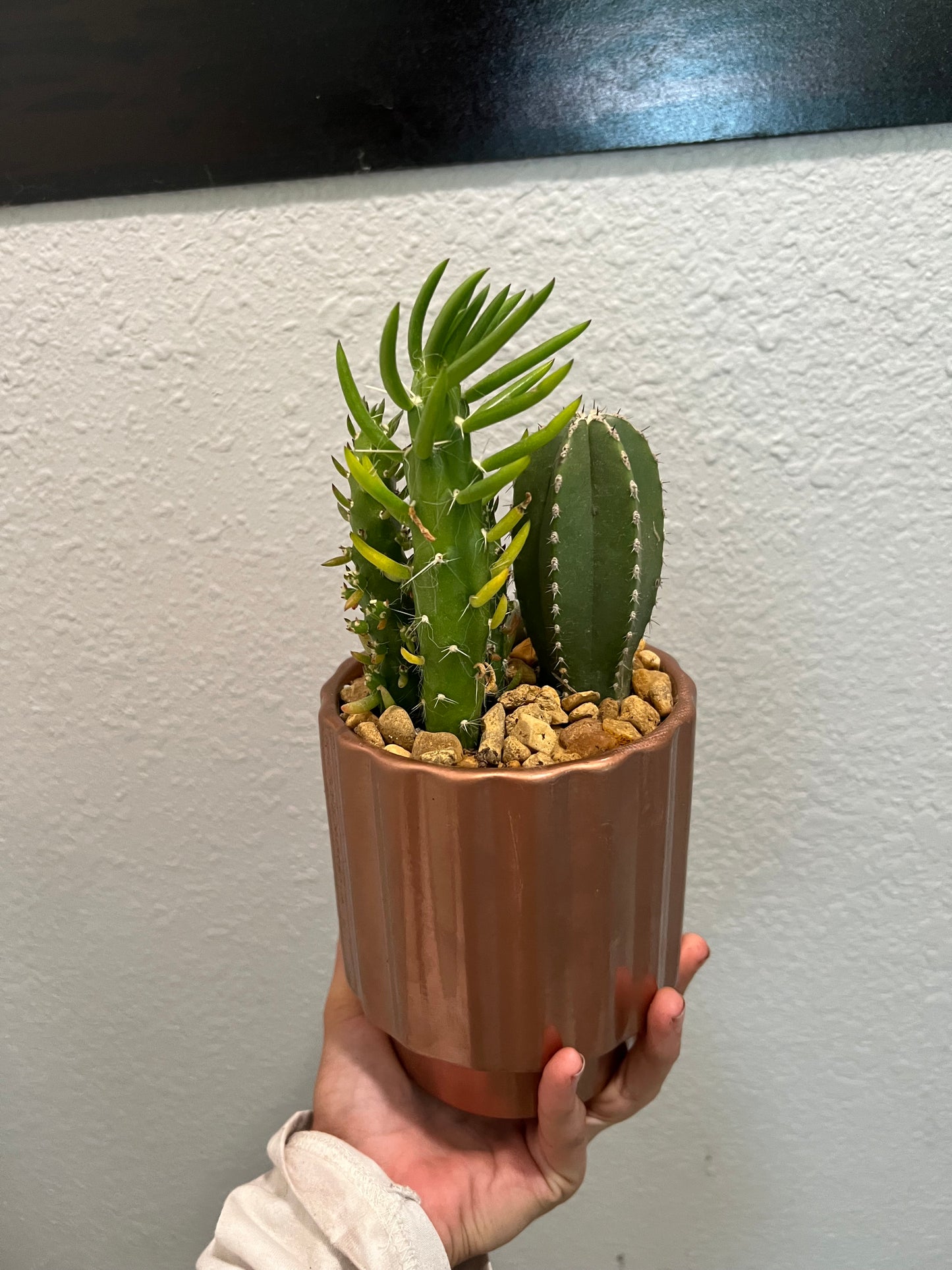 Cacti & succulent arrangement in copper pot