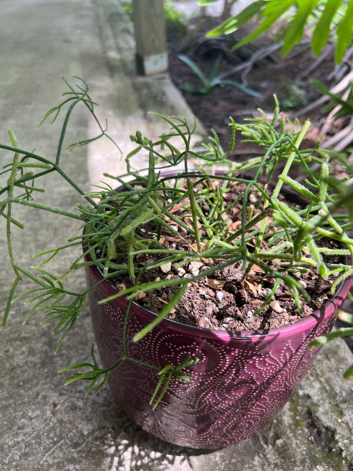 Rhipsalis Cereuscula in red planter