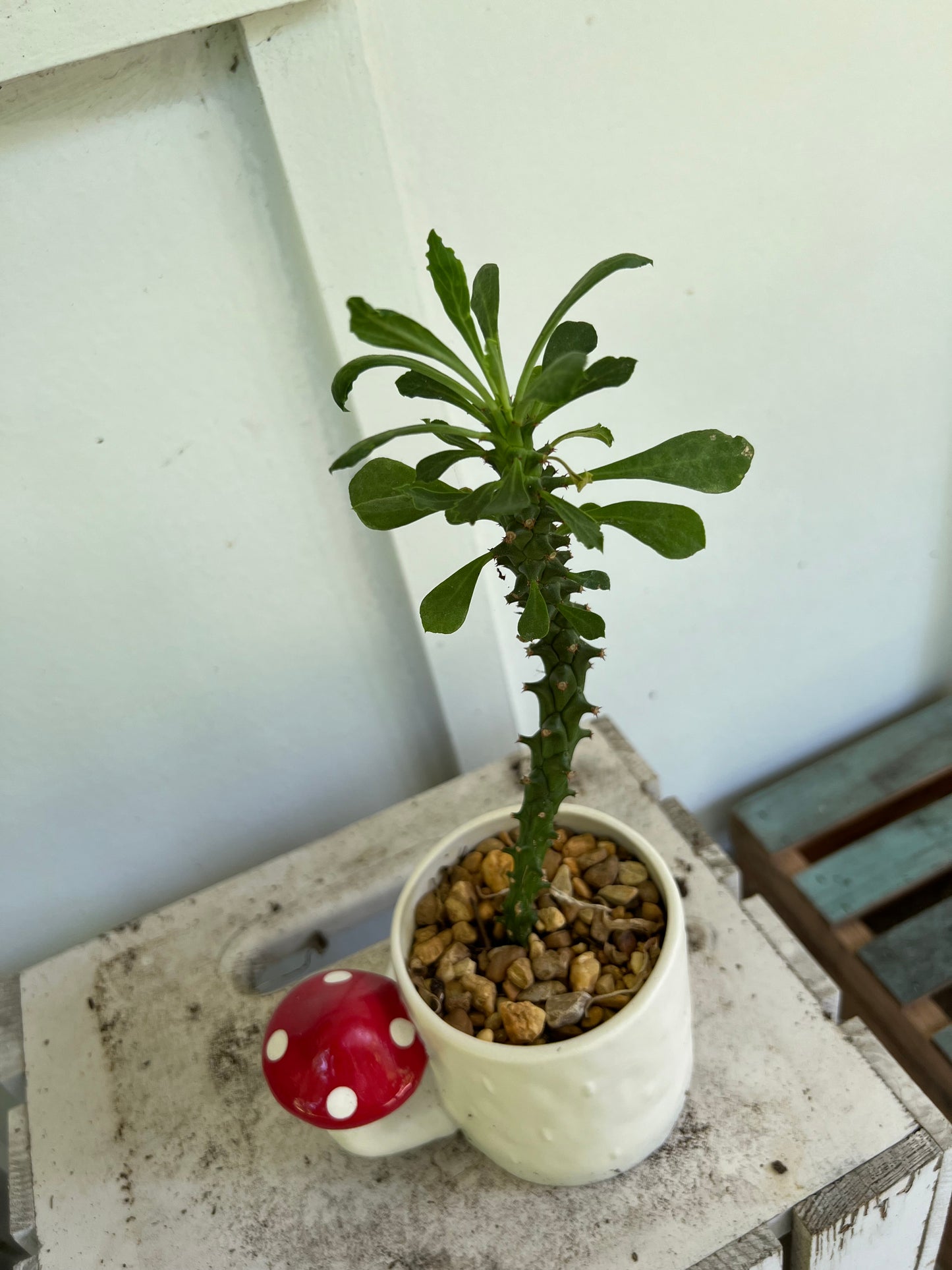 Planted Mushroom mug. Euphorbia Ritchiei