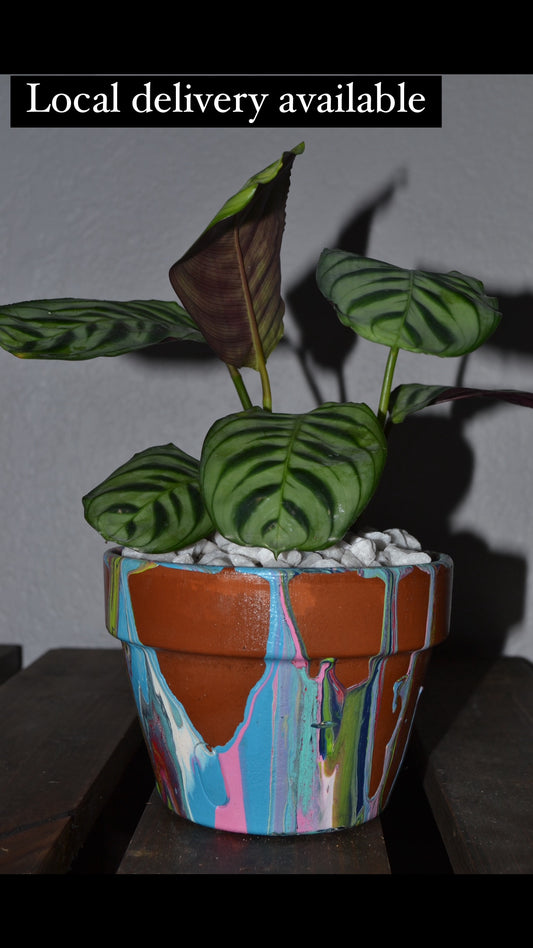 6” Hand Painted Terracotta Pot with Calathea “Fishbone”