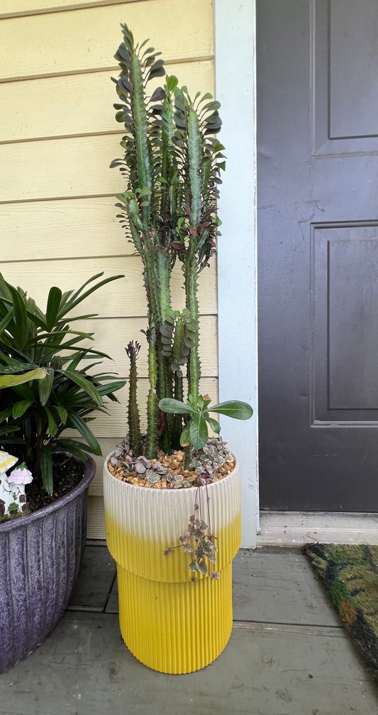 Large euphorbia trigona, double bloom desert rose, and variegated string of hearts