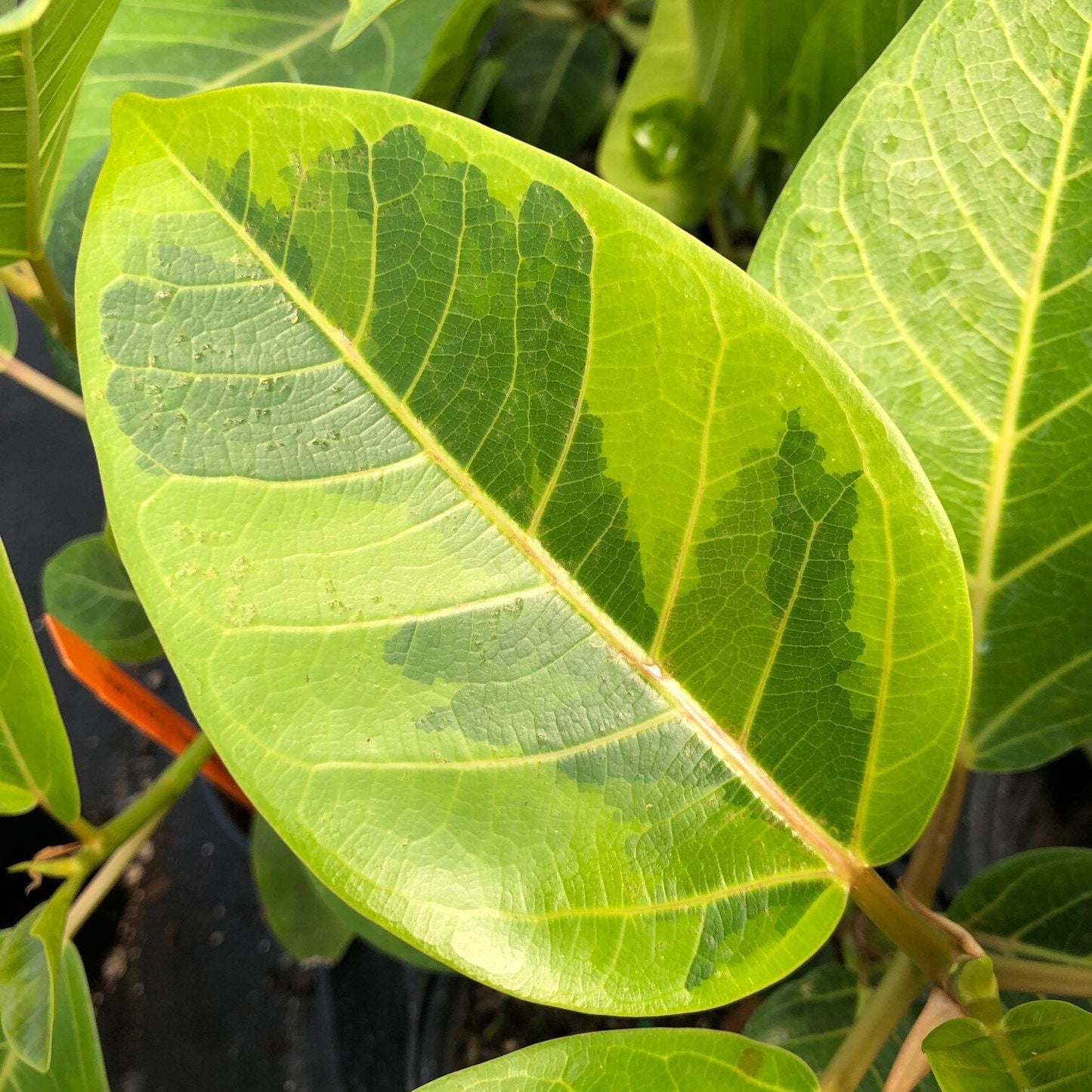 4in Ficus "Yellow Gem"