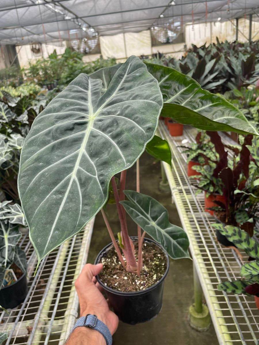 6in Alocasia "Pink Dragon"