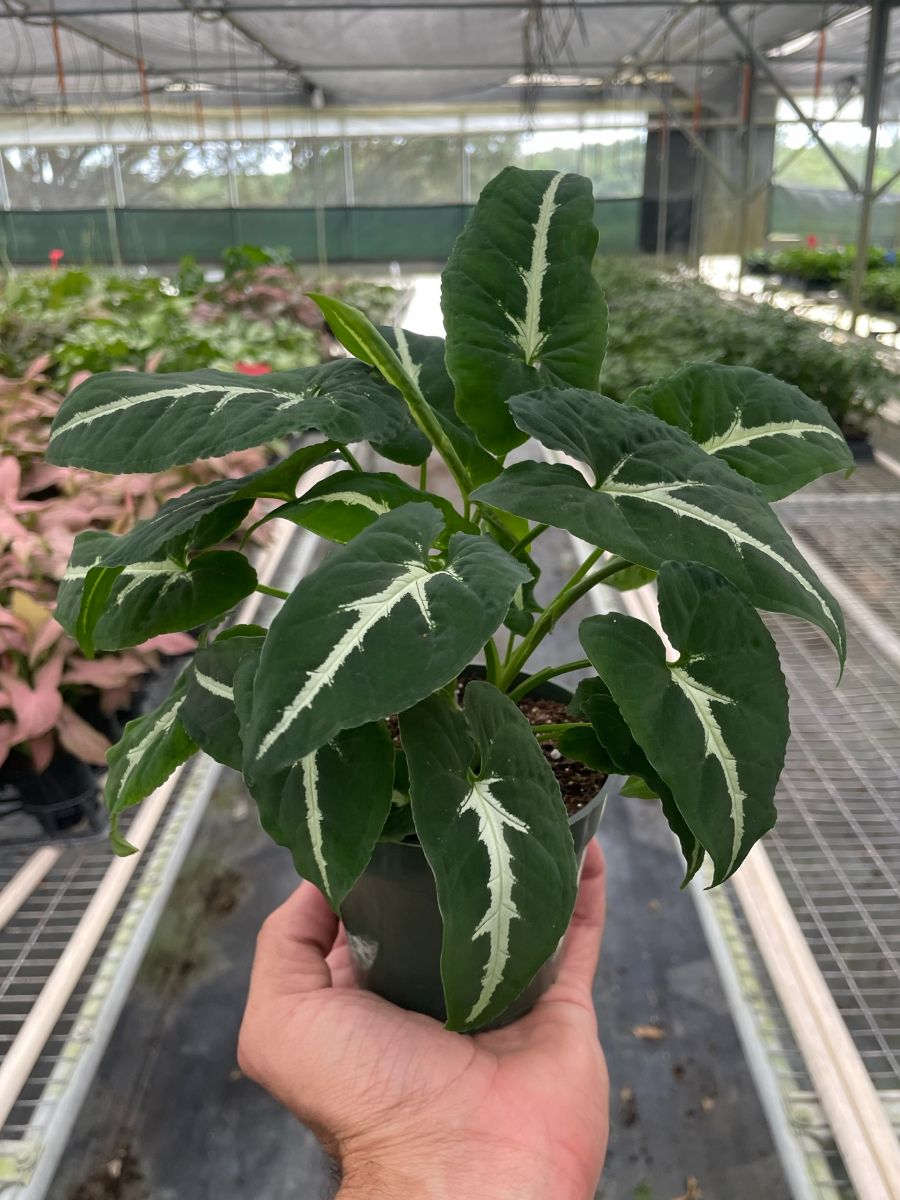 4in Syngonium wendlandii 'Black Velvet'