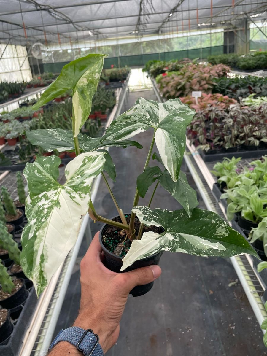 4in Syngonium "Albo Variegata"