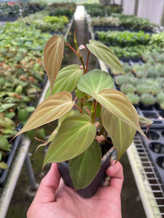 3in Philodendron "Velvet"