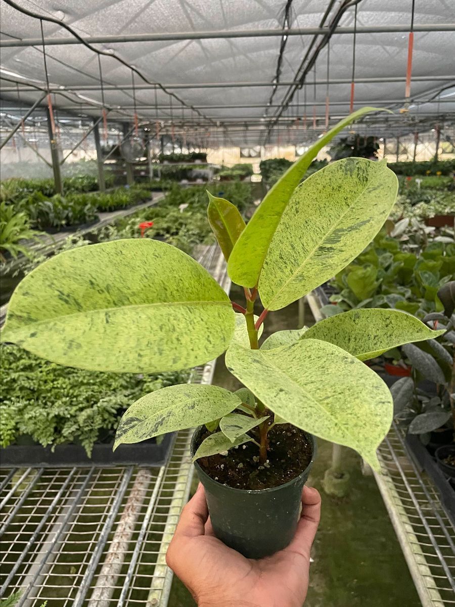 4in Ficus "Shivereana"