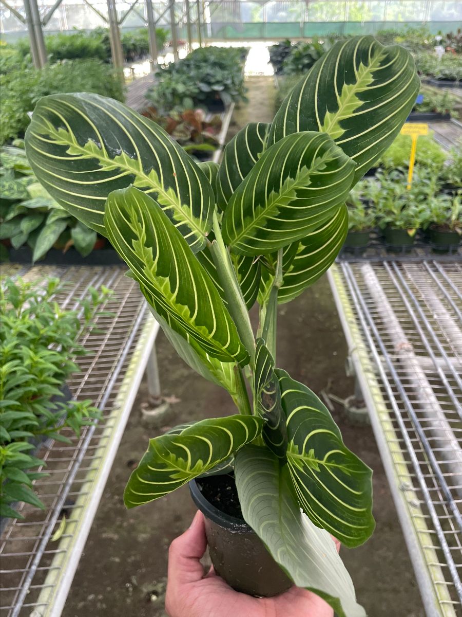 4in Maranta 'Lemon Lime'