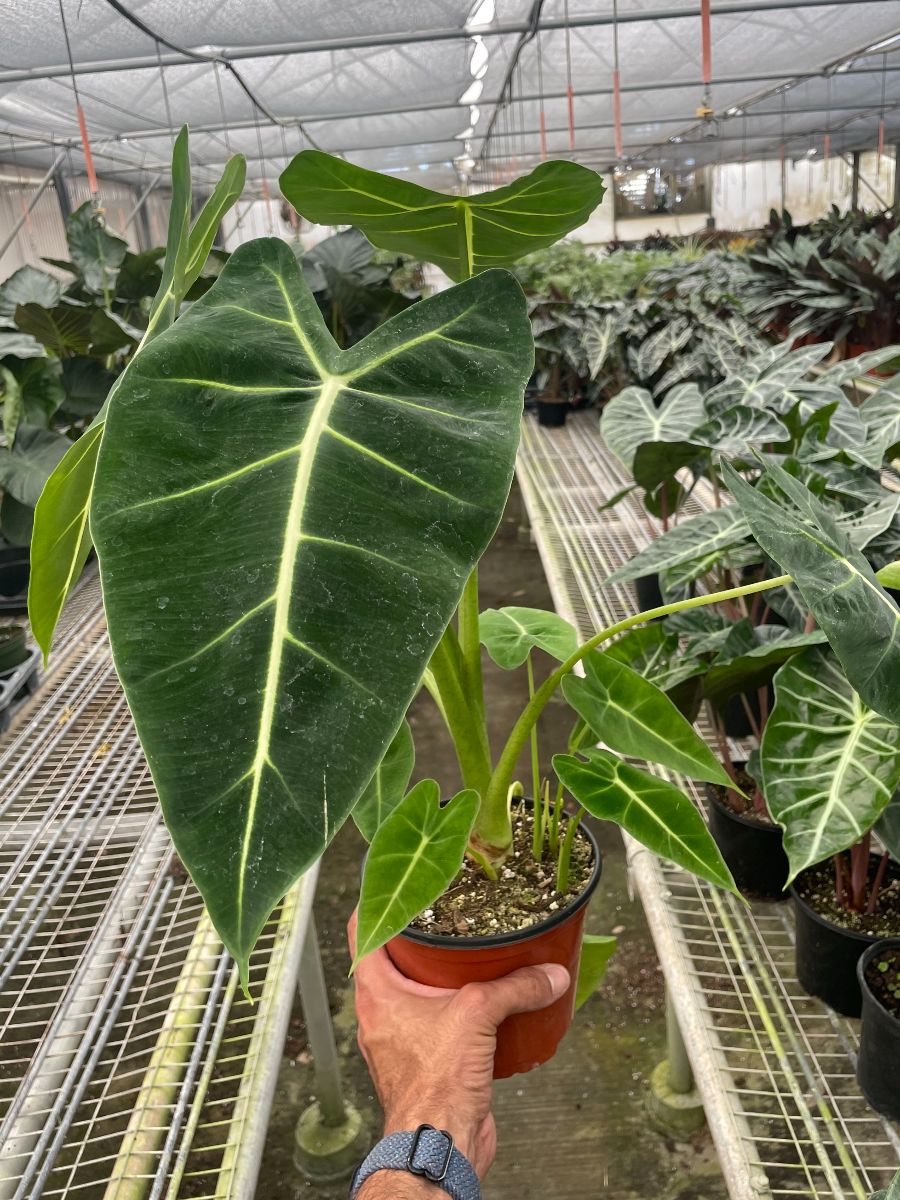 6in Alocasia "Frydek"