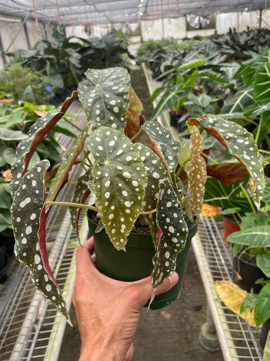 6in Begonia "Maculata"