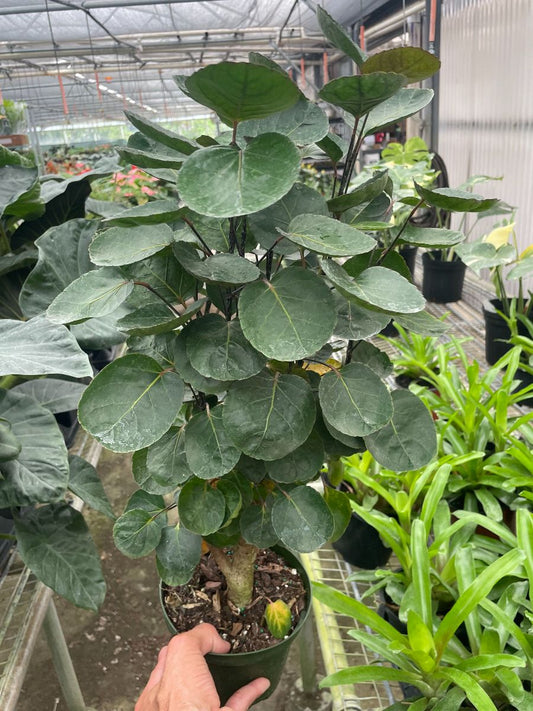 6in Aralia "Fabian Stump"