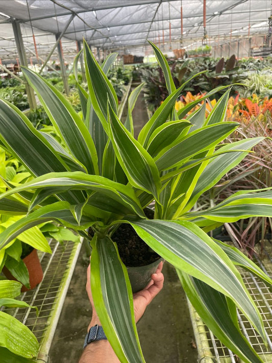 6in Dracaena Deremensis 'Lemon Surprise'