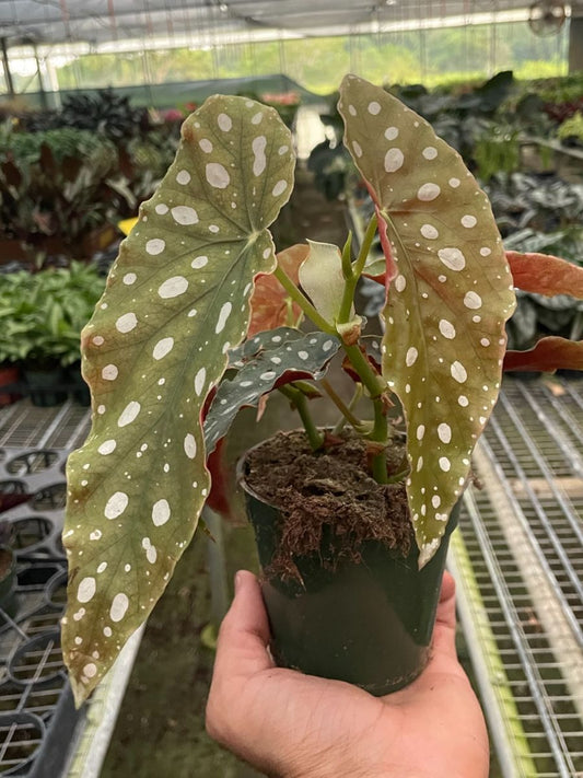 4in Begonia "Maculata"